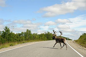 deer crossing road